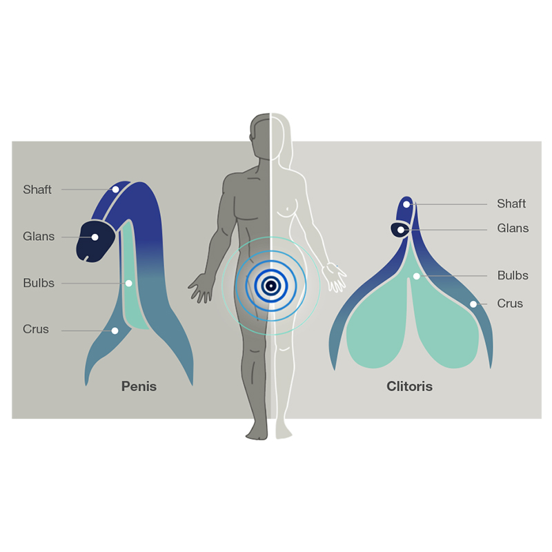 We-Vibe Arcwave Ion for Him